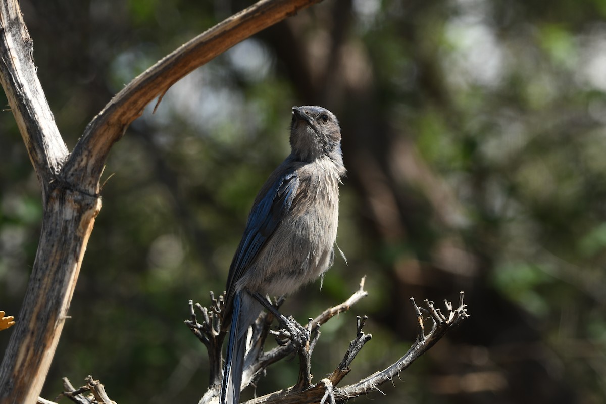 Woodhouse's Scrub-Jay - ML641267267
