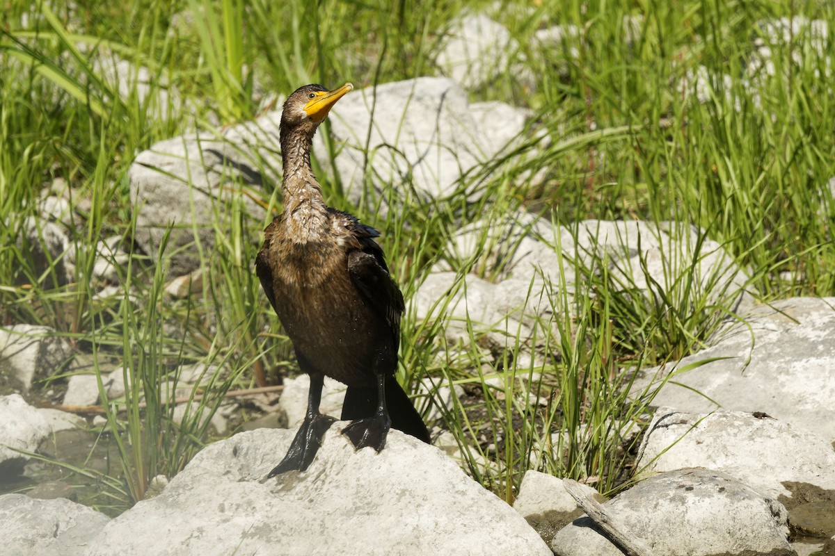 Cormoran à aigrettes - ML641267285