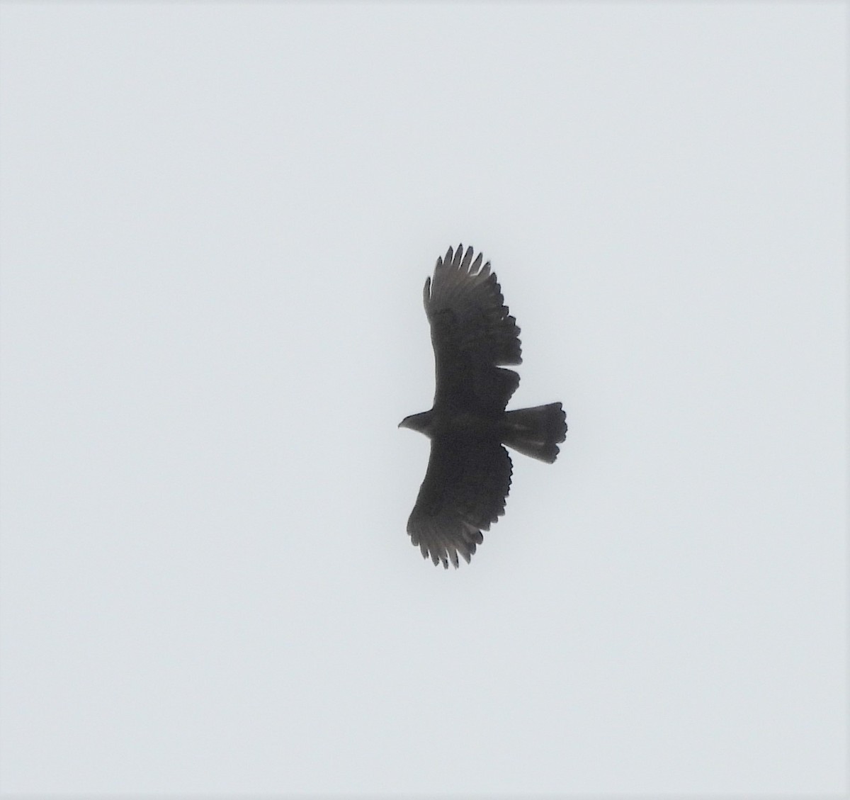 Aigle d'Isidore - ML641267288