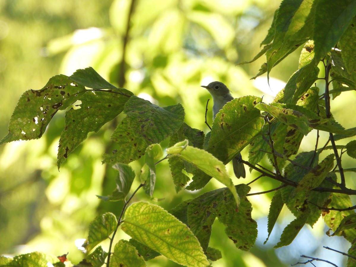 Blue-gray Gnatcatcher - ML641267295
