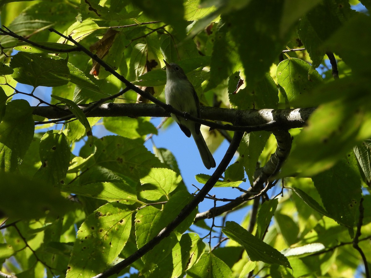 Blue-gray Gnatcatcher - ML641267296