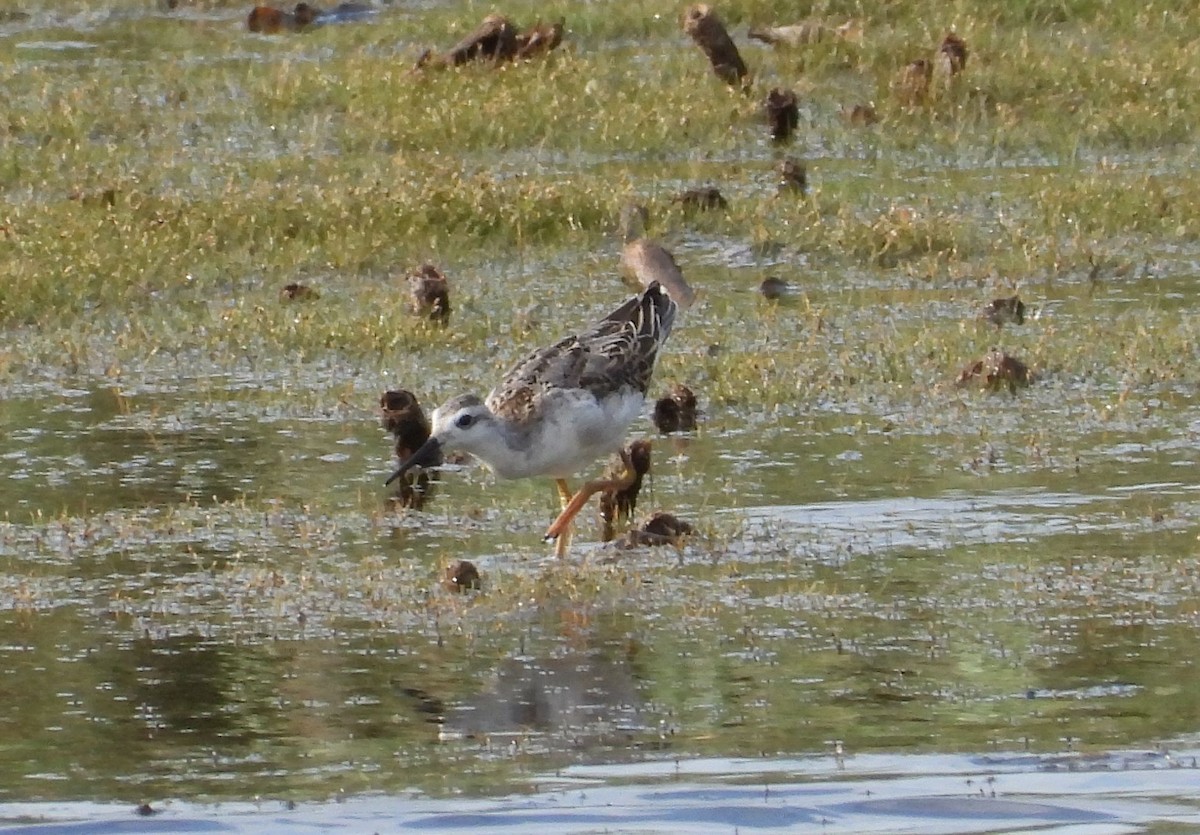 Wilson's Phalarope - ML641267302