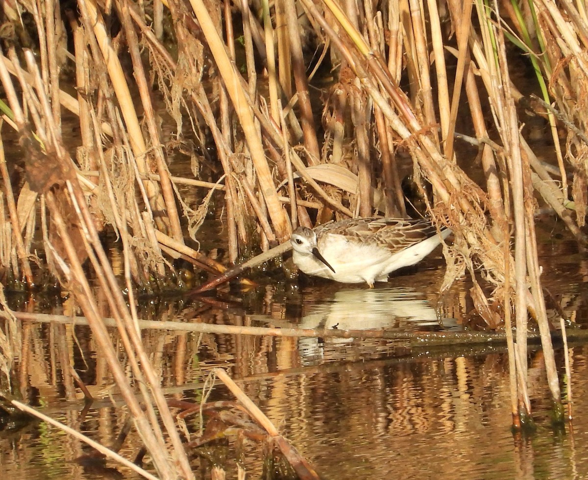 Wilson's Phalarope - ML641267312