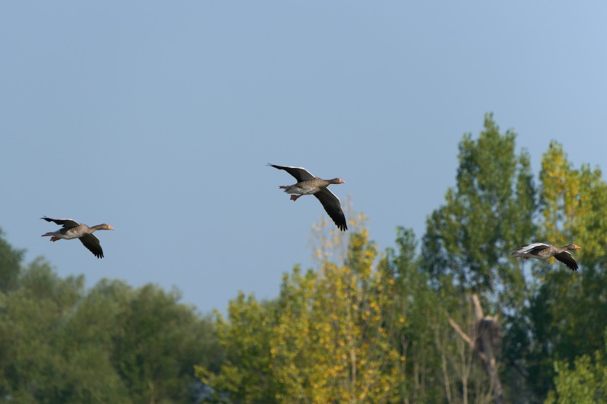 Graylag Goose - ML641267318