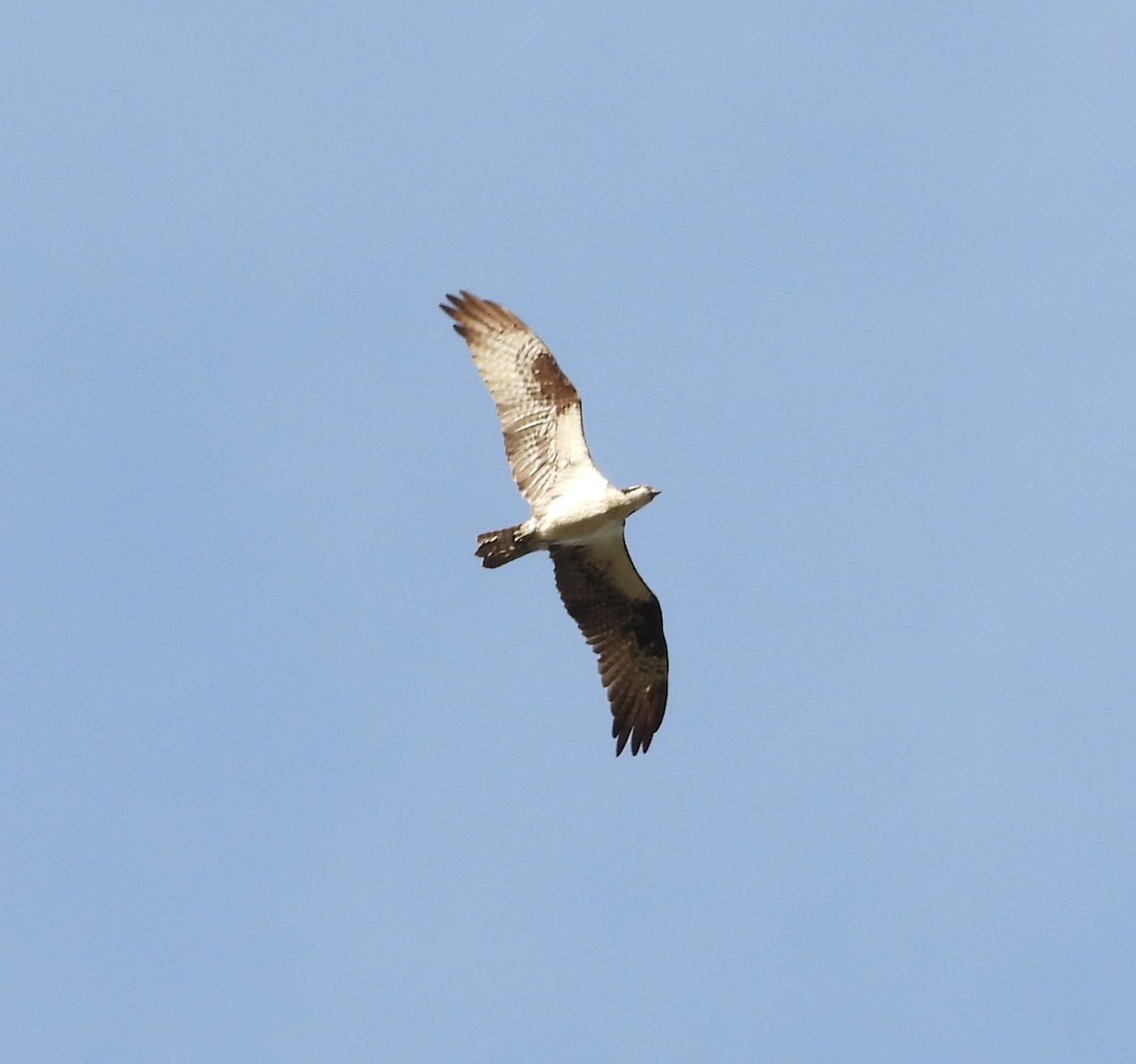 Osprey - ML641267330