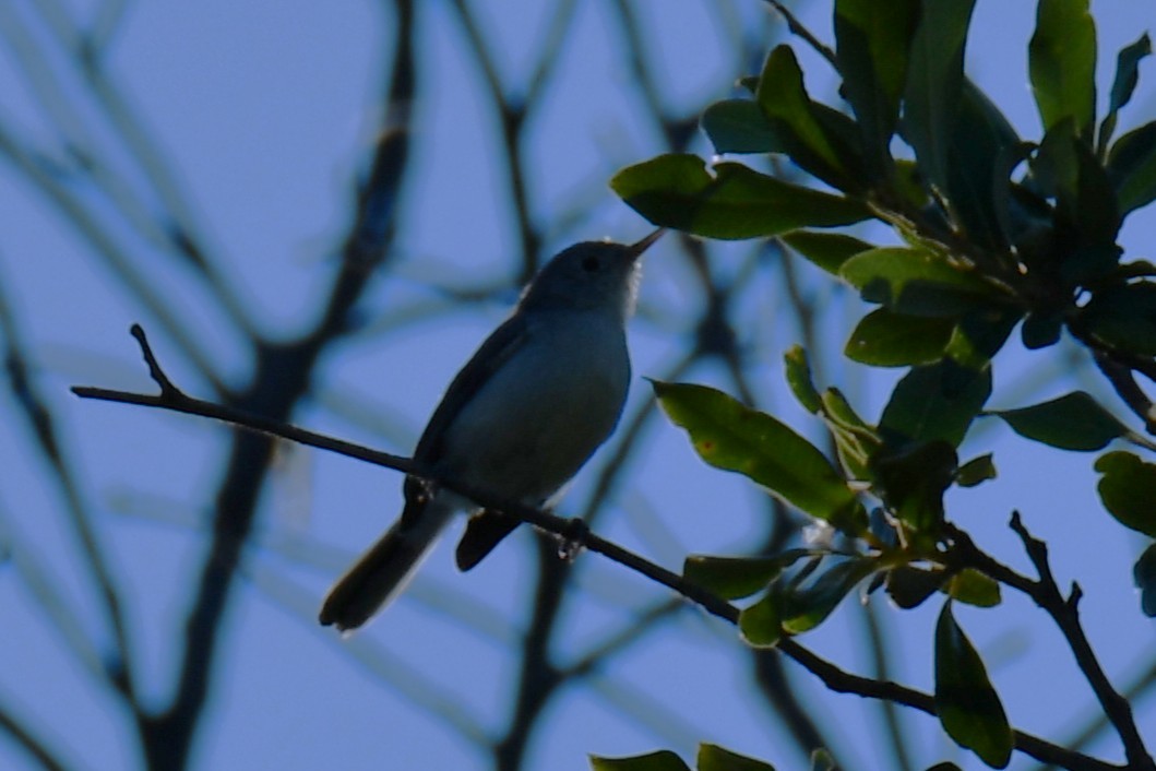 Blue-gray Gnatcatcher - ML641267354