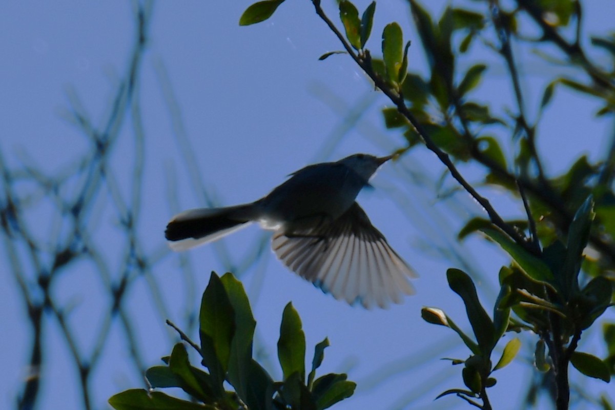 Blue-gray Gnatcatcher - ML641267355