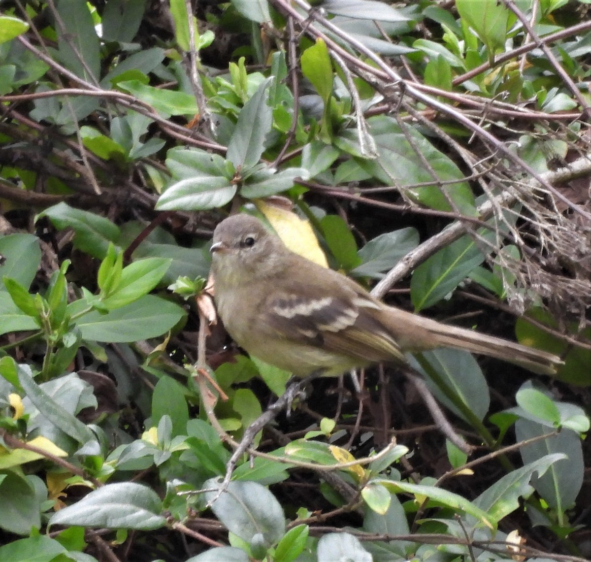 Highland Elaenia - ML641267356