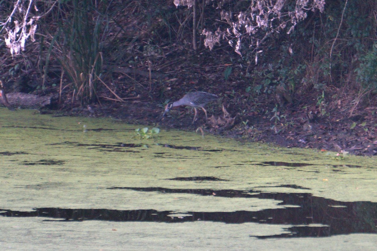 Yellow-crowned Night Heron - ML641267370