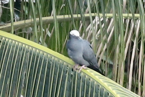 White-crowned Pigeon - ML641267371