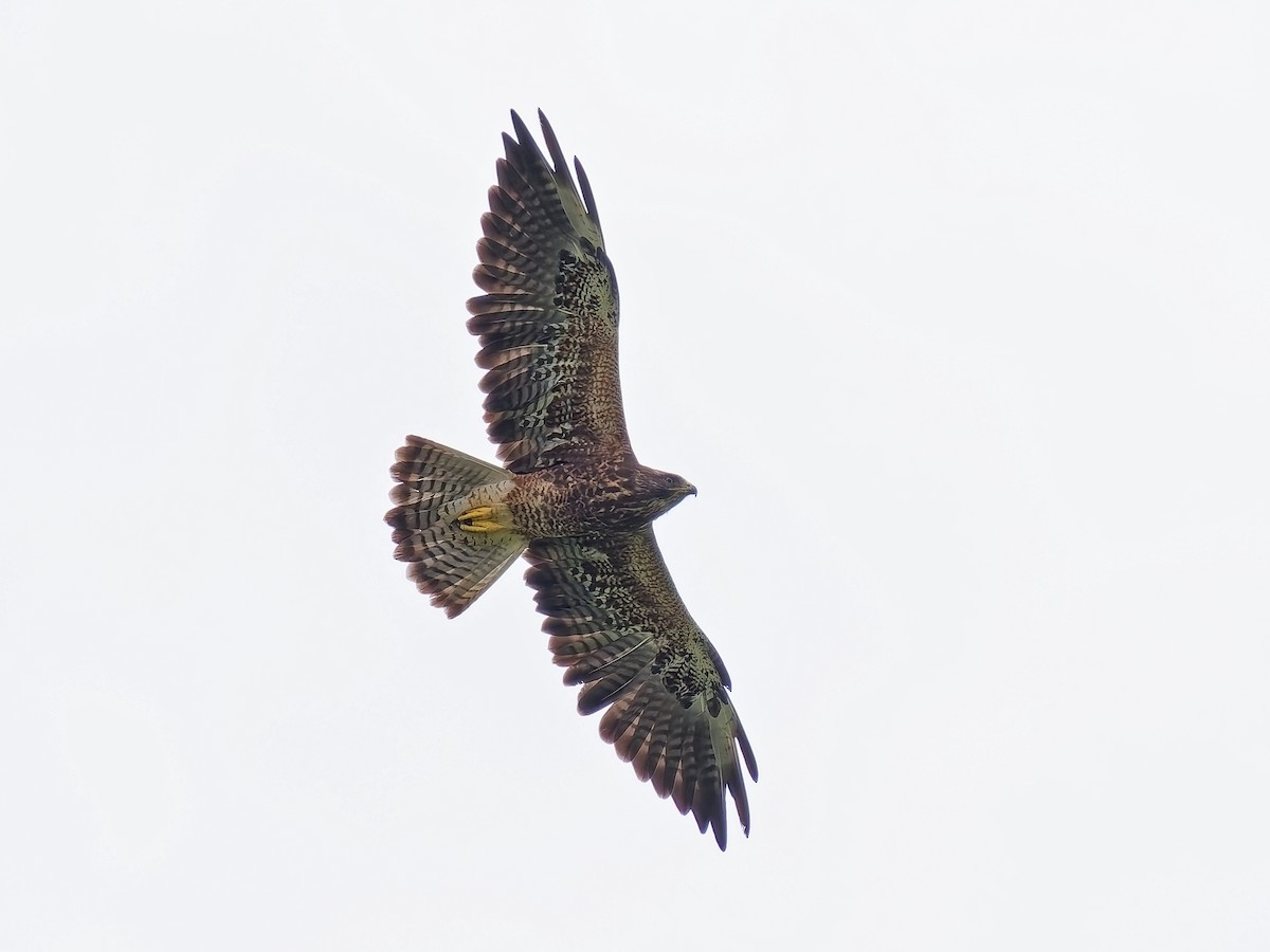 Swainson's Hawk - ML641267405