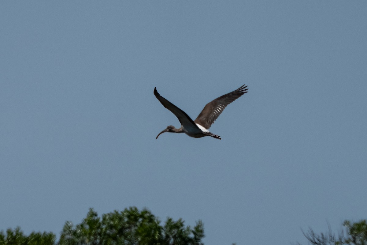 White Ibis - ML641267422