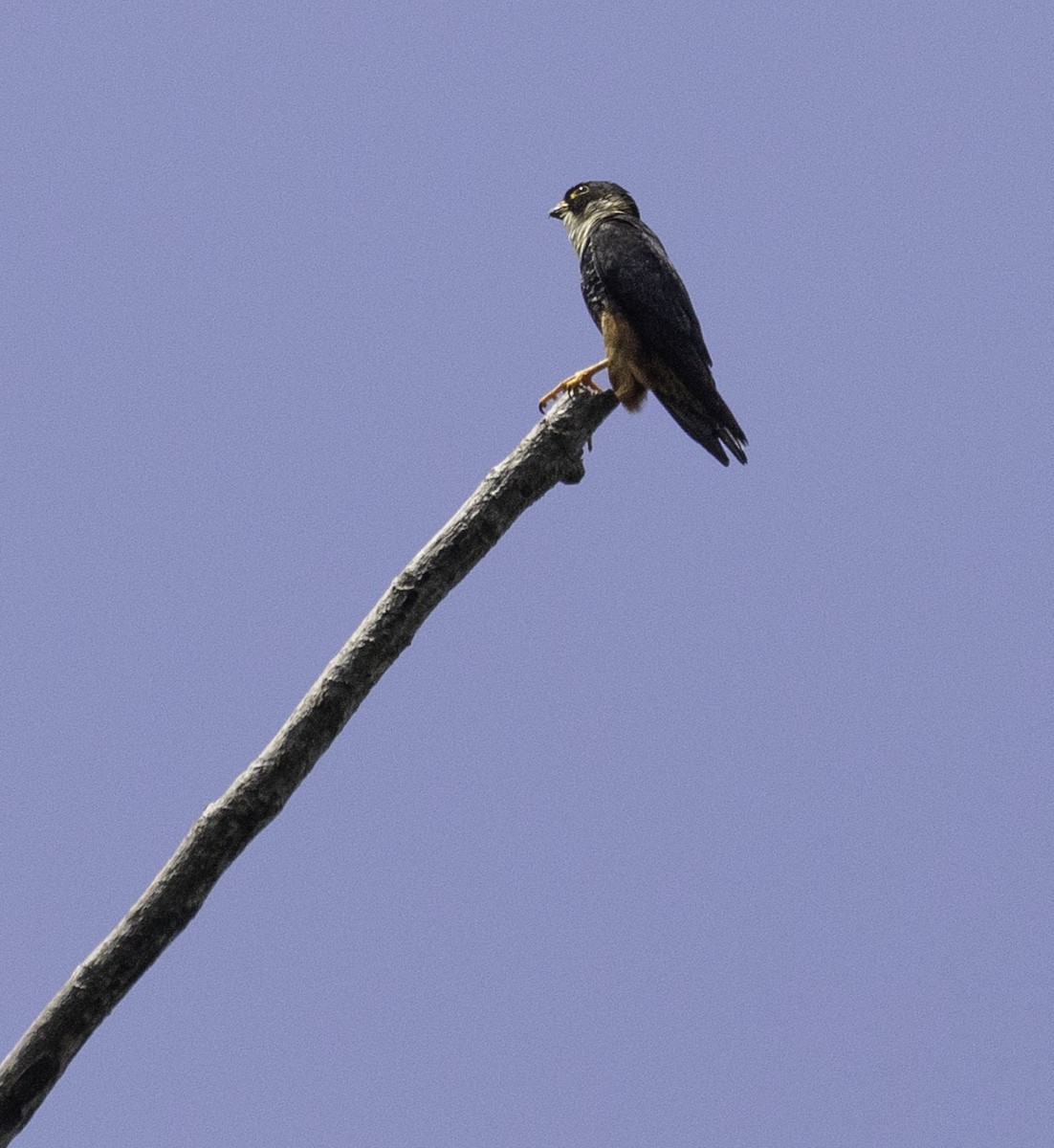 Bat Falcon - ML641267450