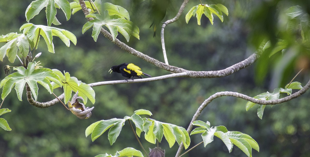 Yellow-rumped Cacique - ML641267462