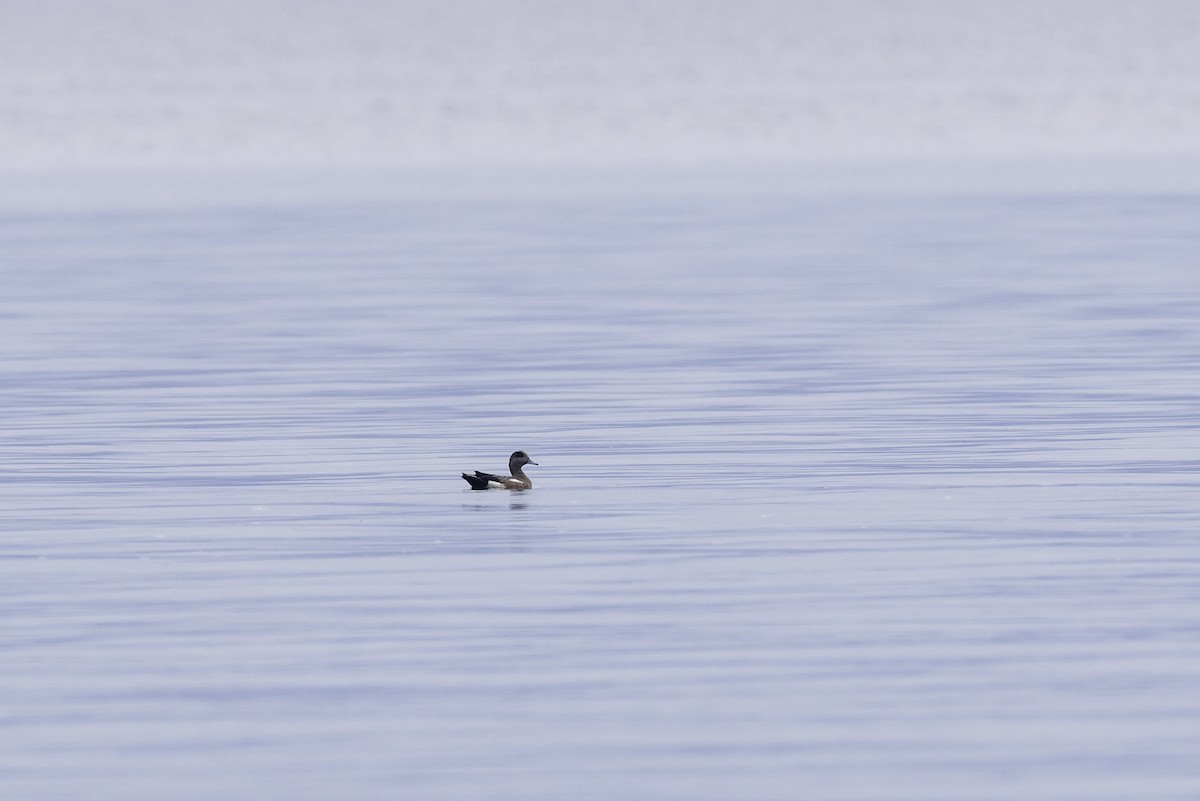 Canard d'Amérique - ML641267463