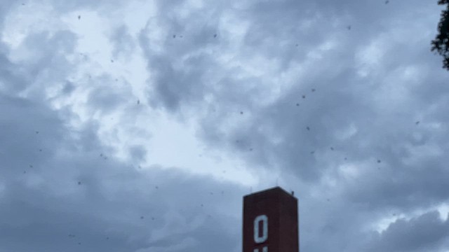 Chimney Swift - ML641267491