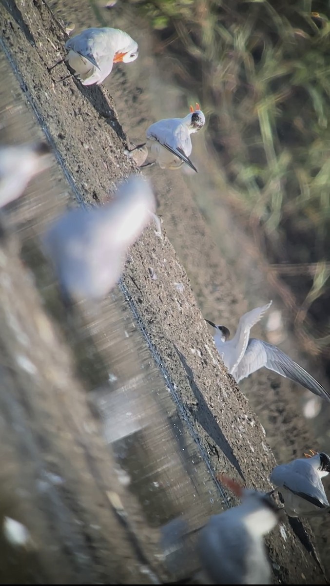 Common Tern - ML641267505