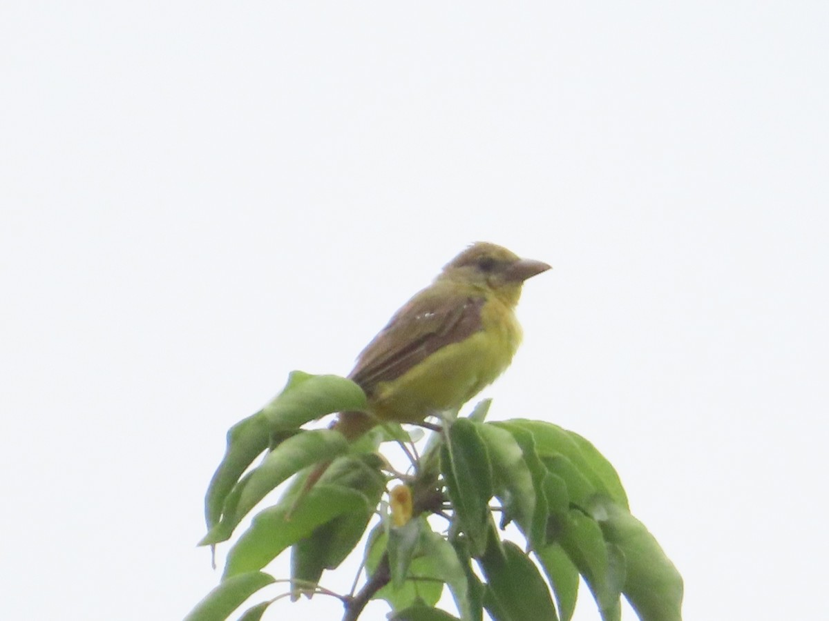 sommerpiranga - ML641267535