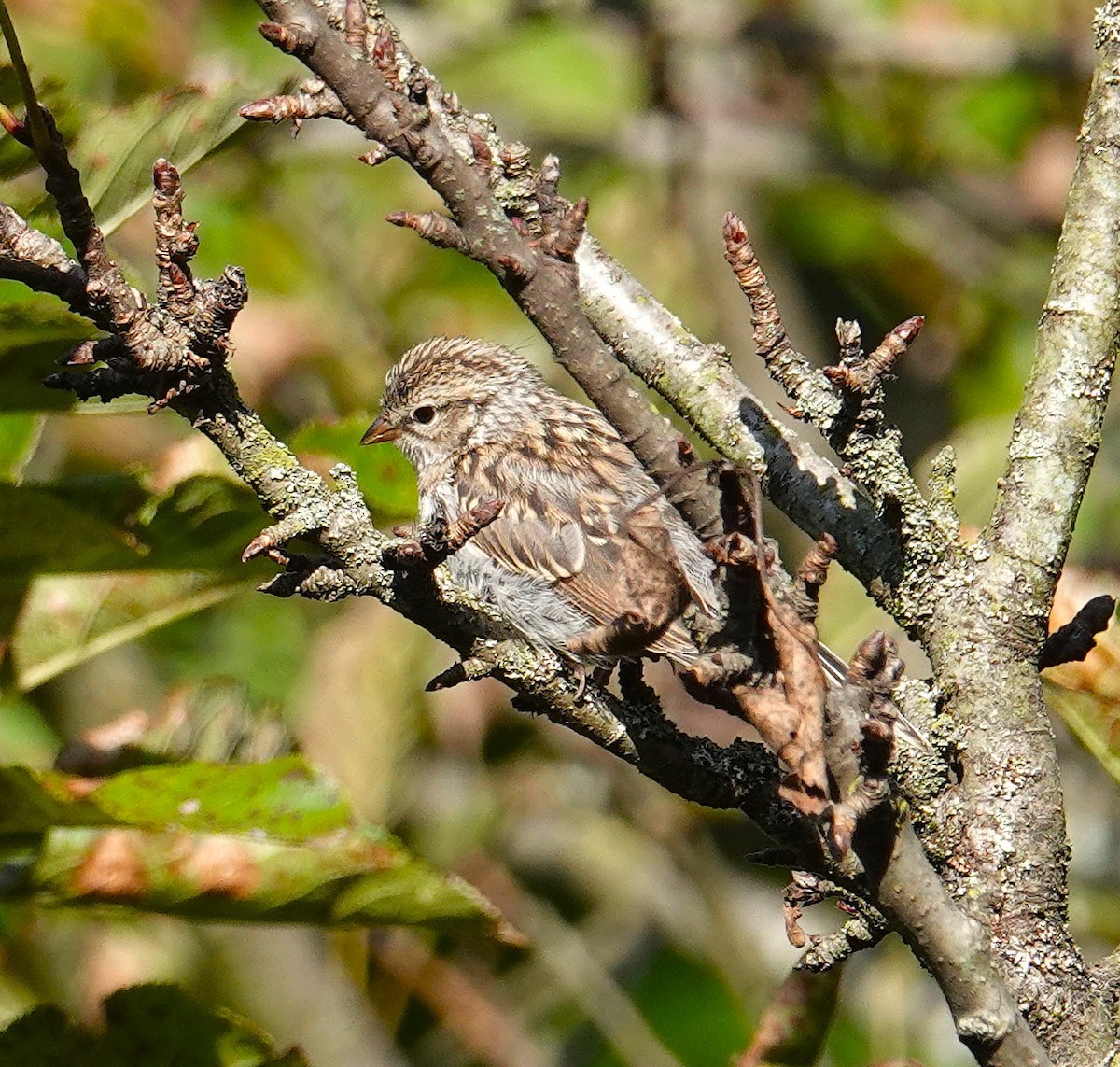 Chipping Sparrow - ML641267564