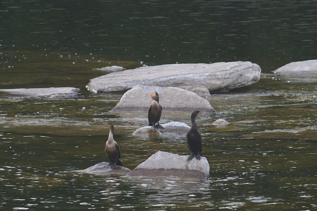 Cormoran à aigrettes - ML641267577