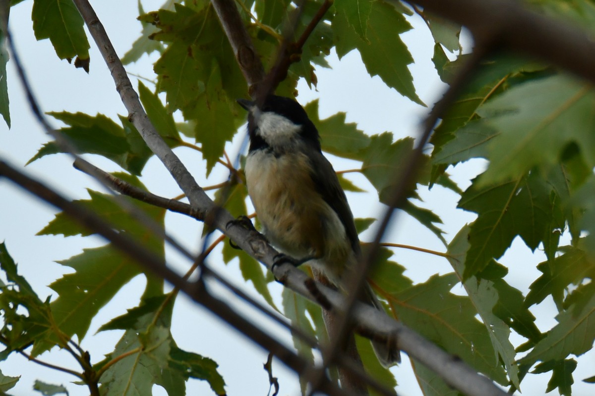 Carolina Chickadee - ML641267586