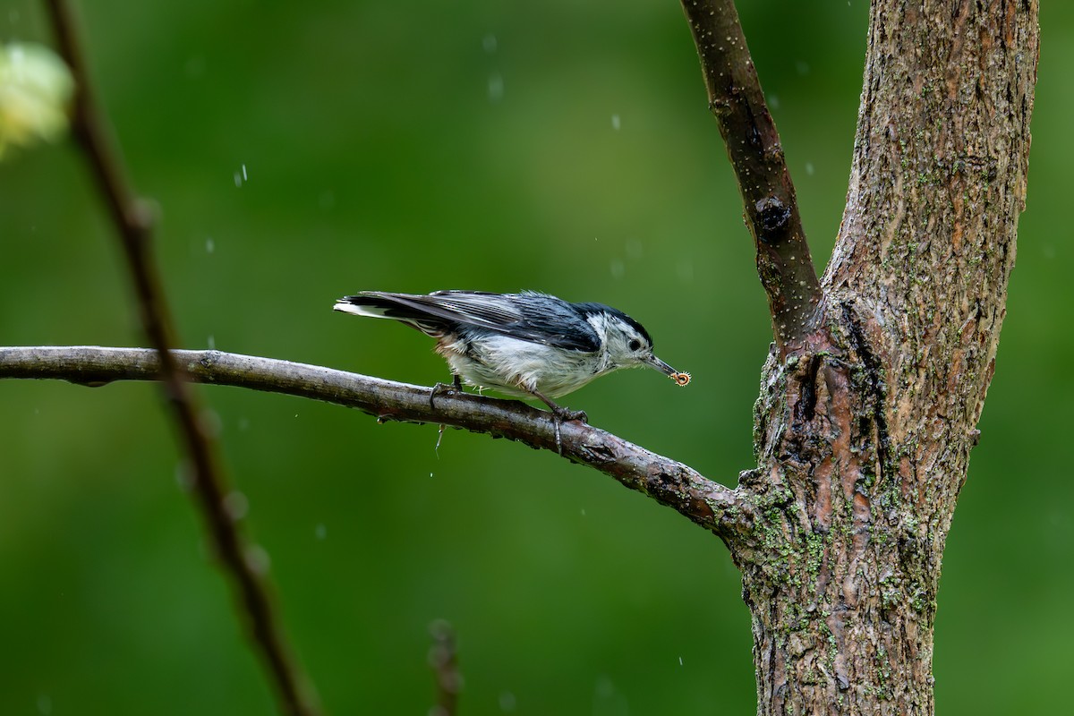 White-breasted Nuthatch - ML641267589