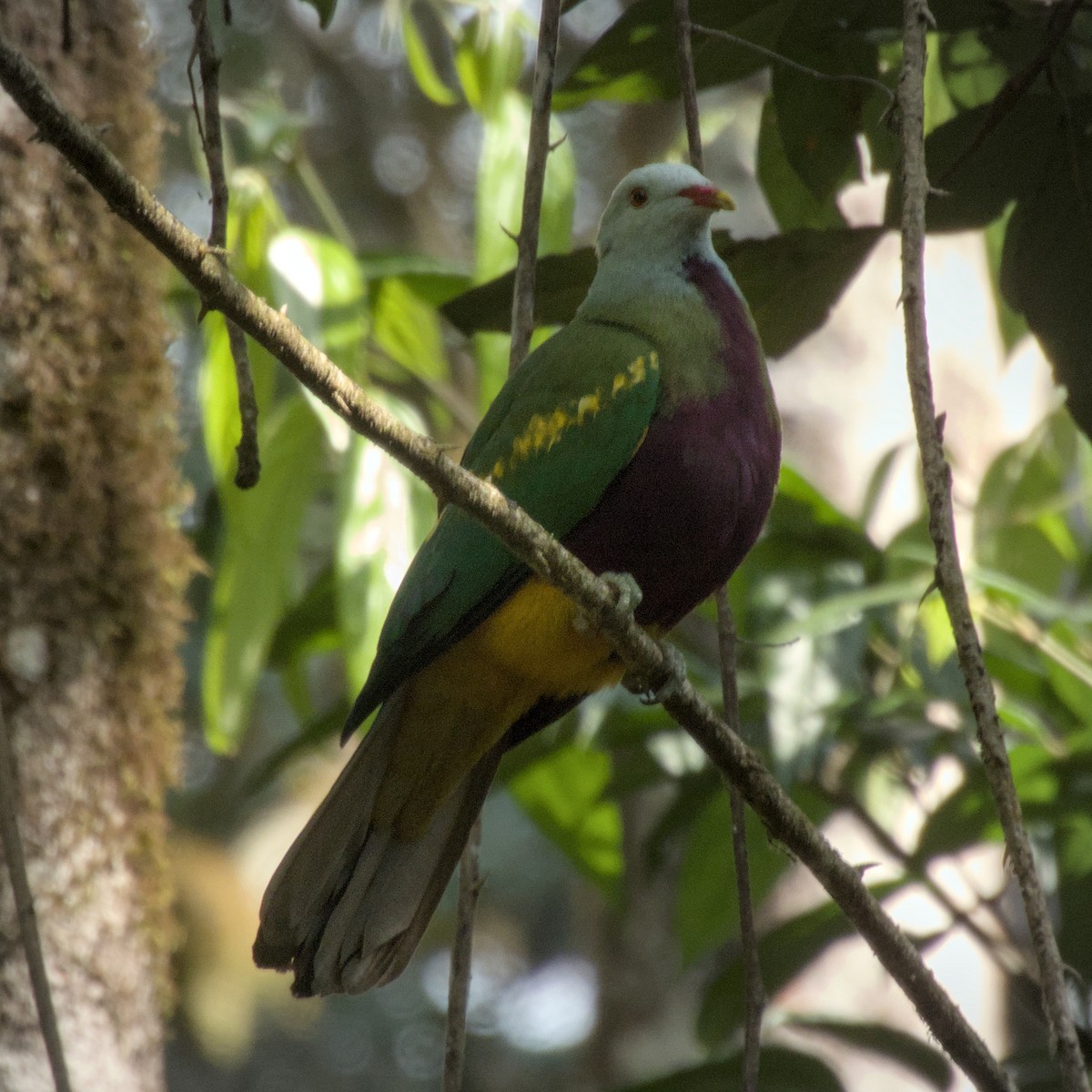 Wompoo Fruit-Dove - ML641267594