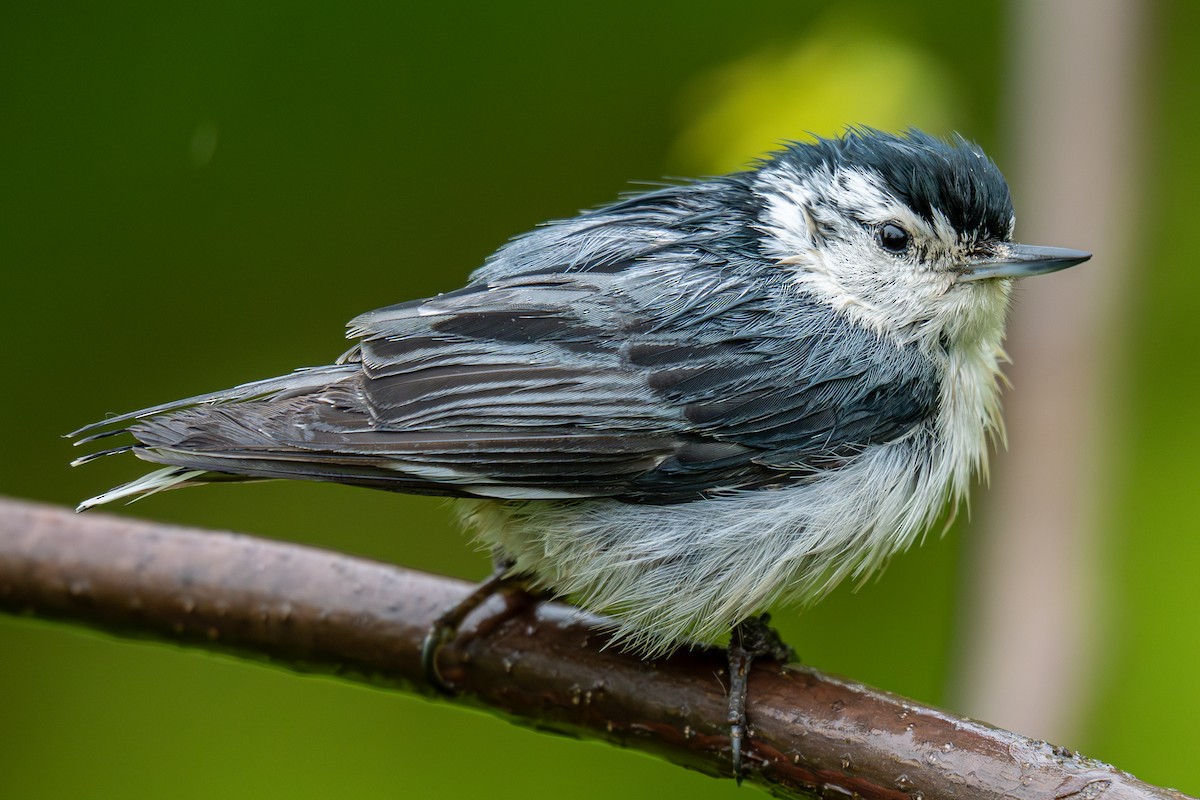 White-breasted Nuthatch - ML641267599