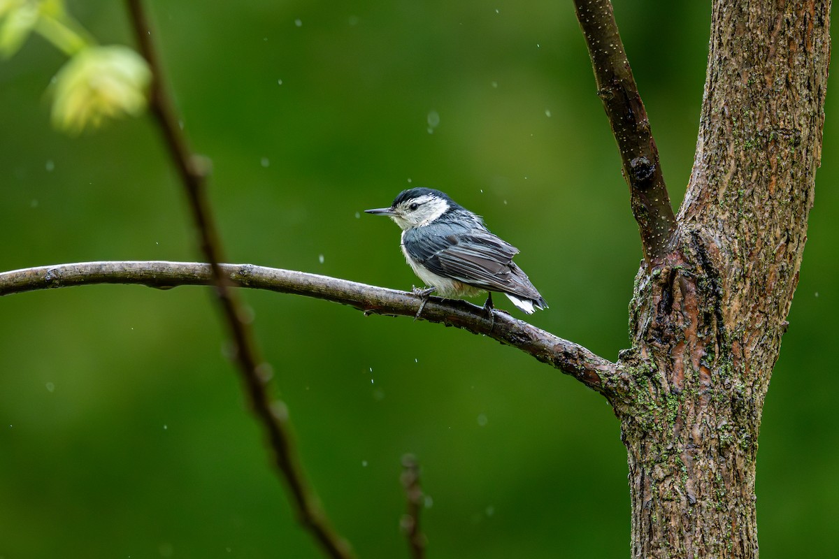 White-breasted Nuthatch - ML641267600