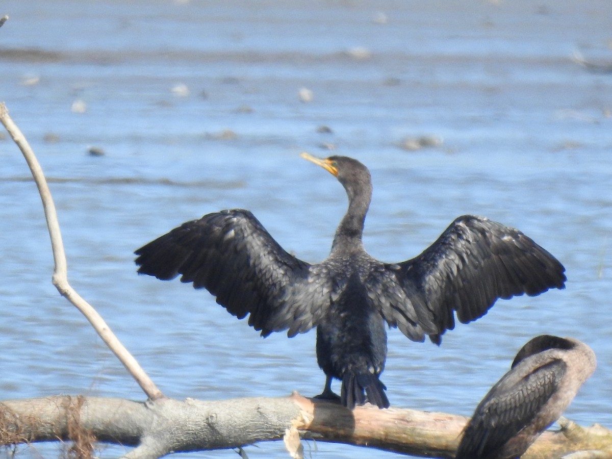 Cormoran à aigrettes - ML641267644