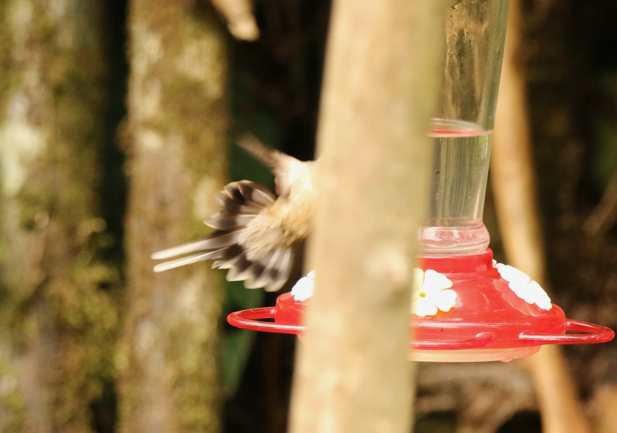 Great-billed Hermit - ML641267648