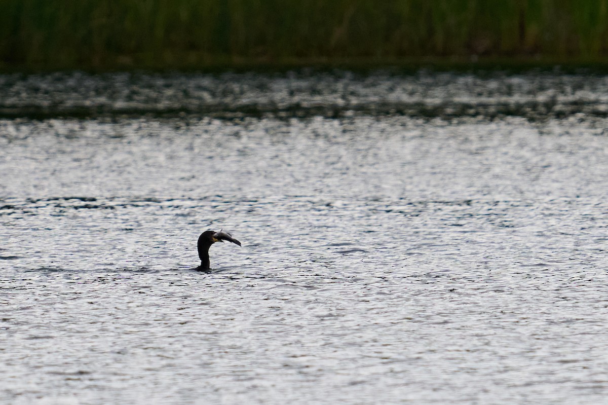 Cormoran à aigrettes - ML641267650