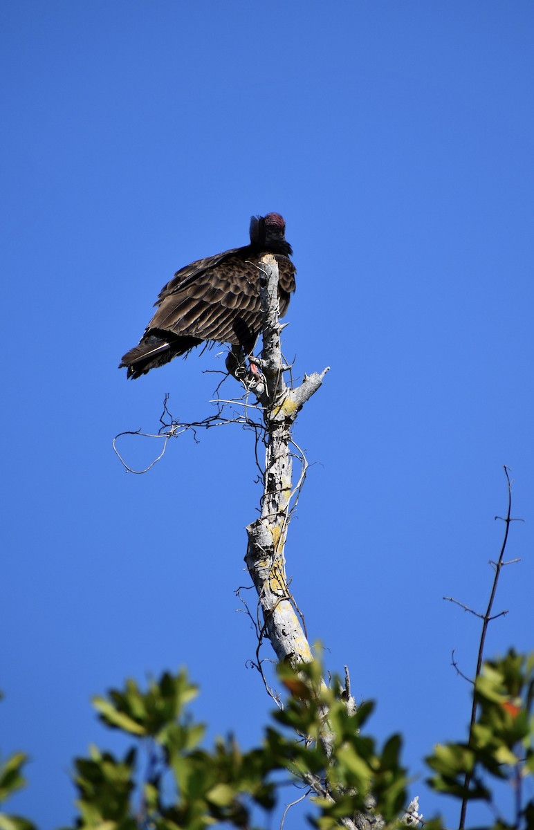 Turkey Vulture - ML641267654