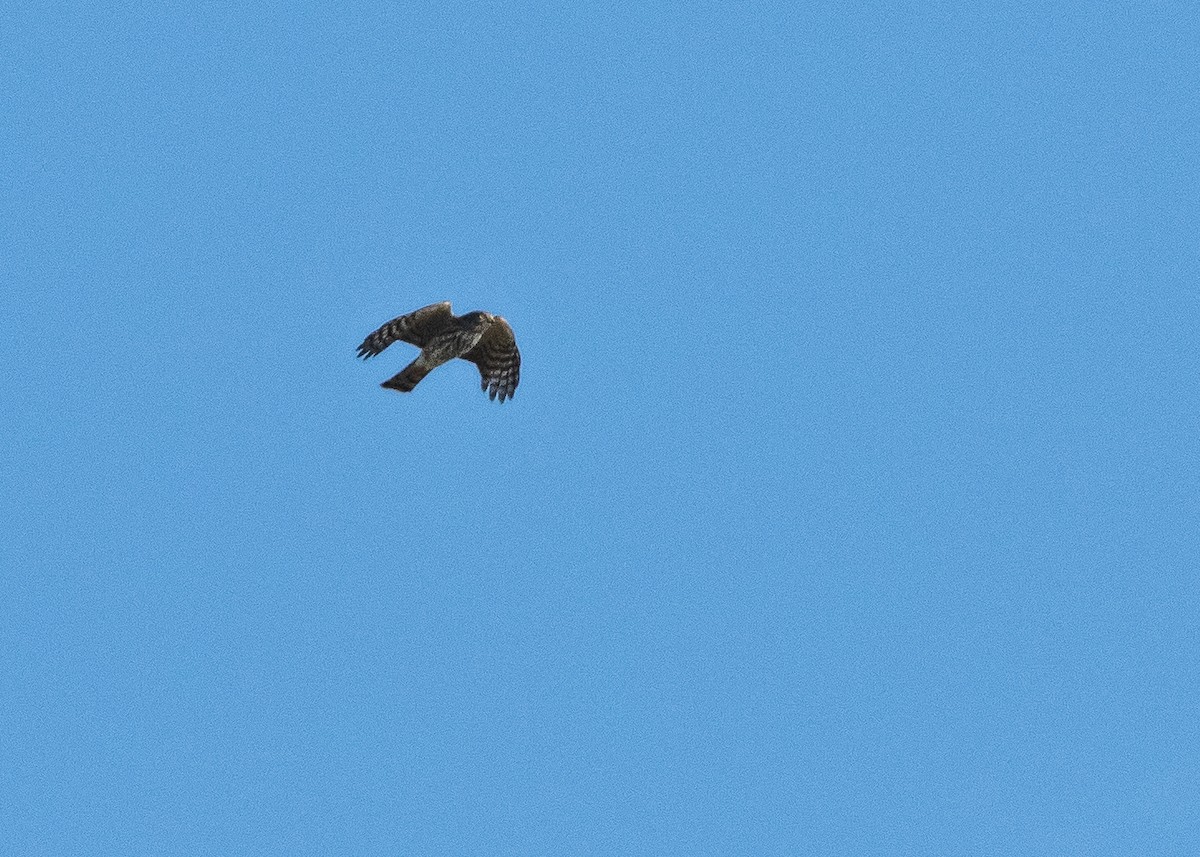 Sharp-shinned Hawk - ML641267658