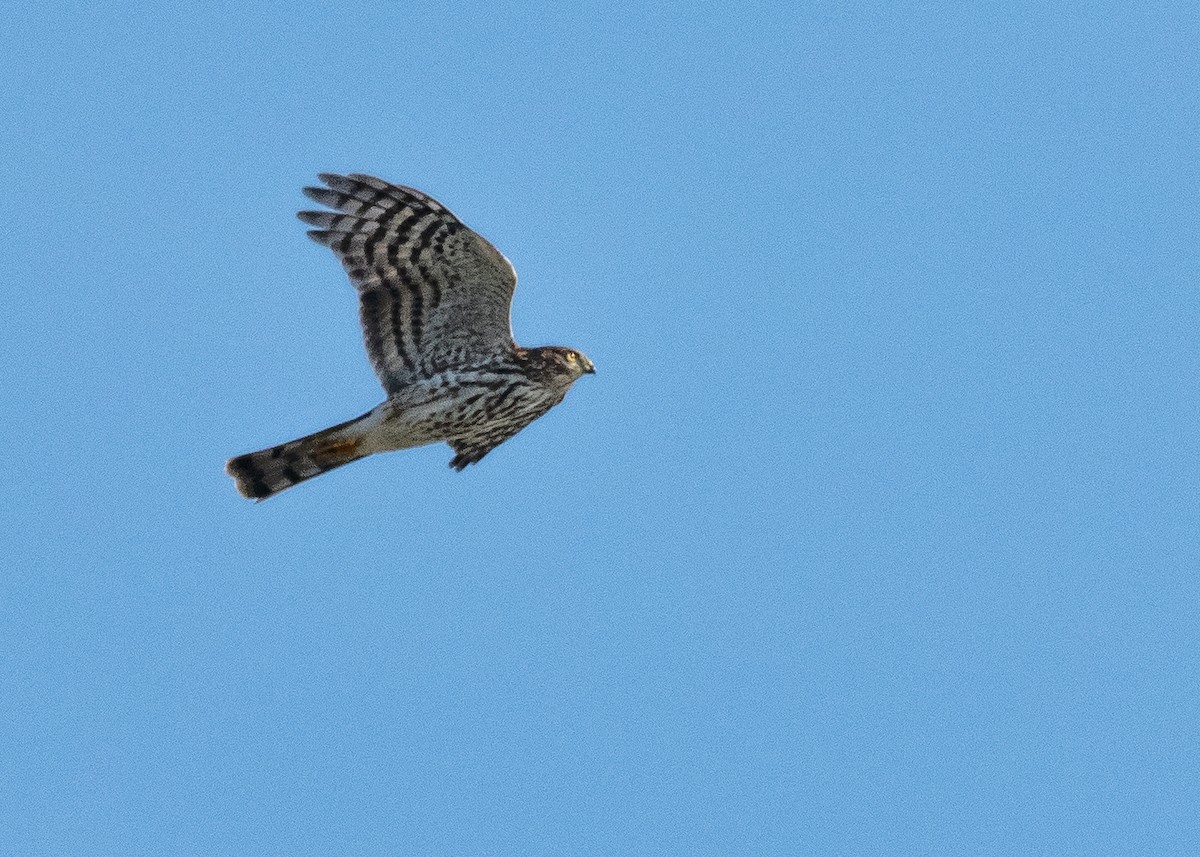 Sharp-shinned Hawk - ML641267659