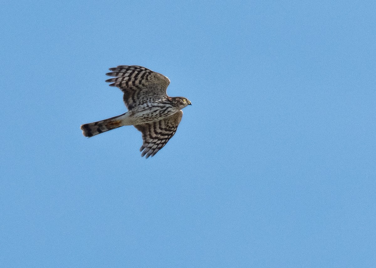Sharp-shinned Hawk - ML641267660
