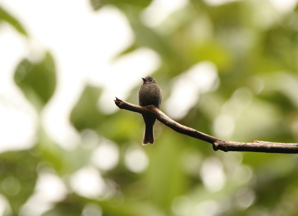 Blackish Pewee - ML641267707