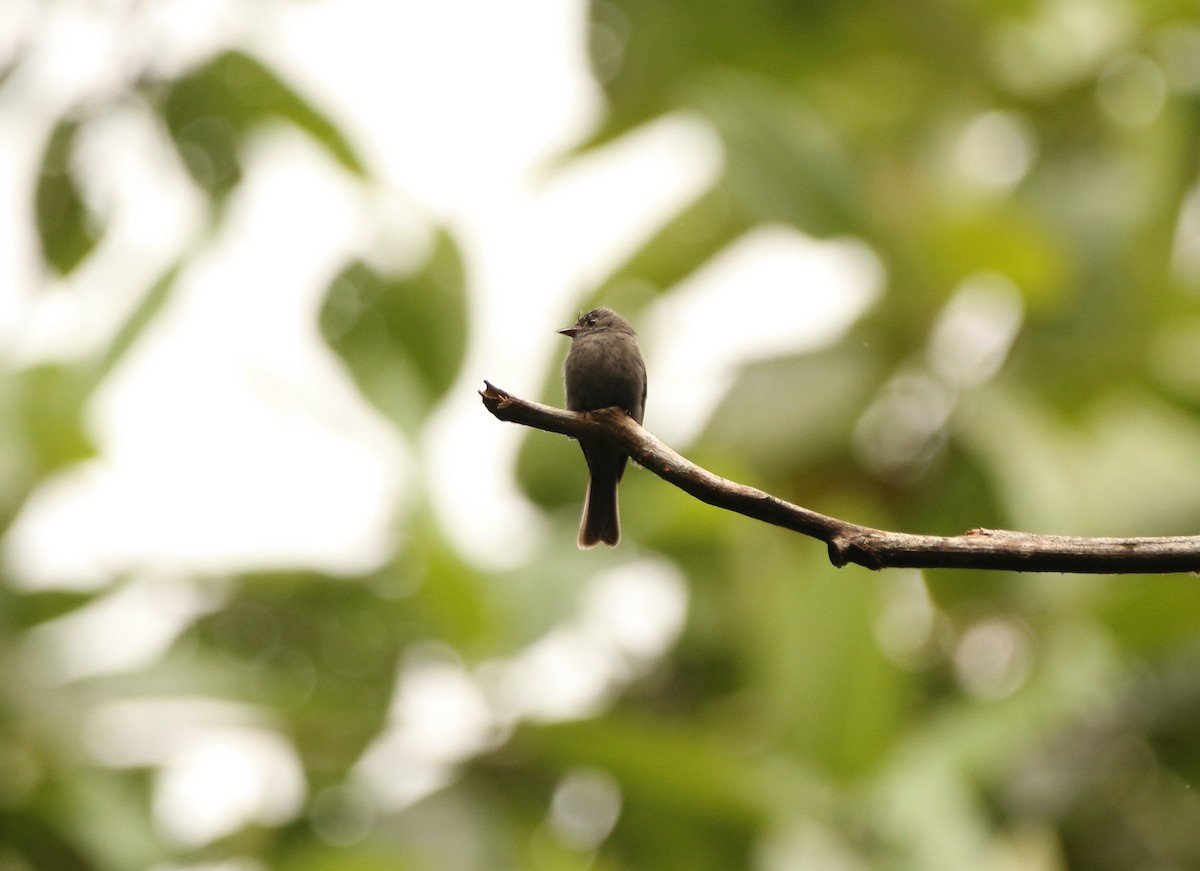 Blackish Pewee - ML641267708