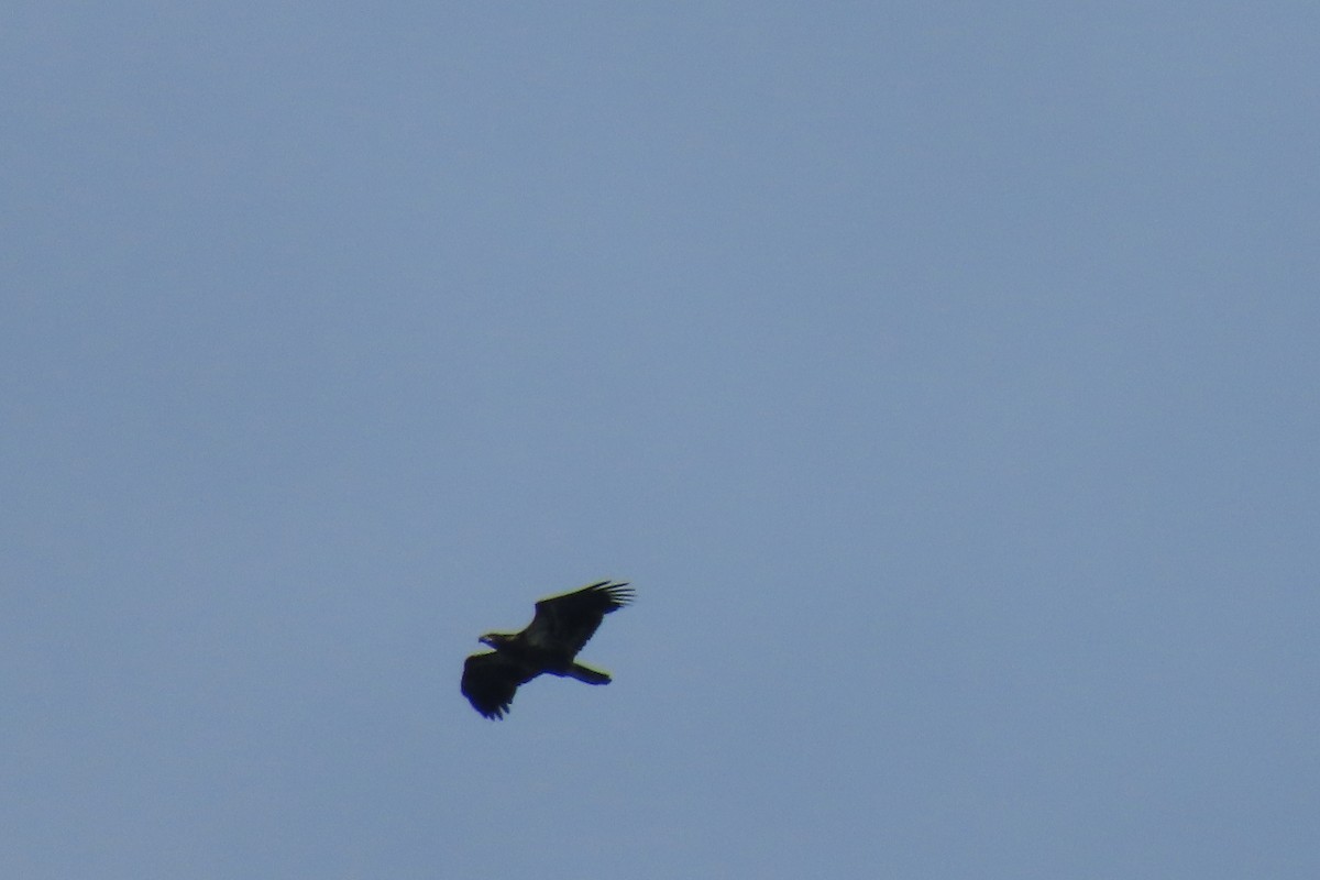 Bald Eagle - ML641267729