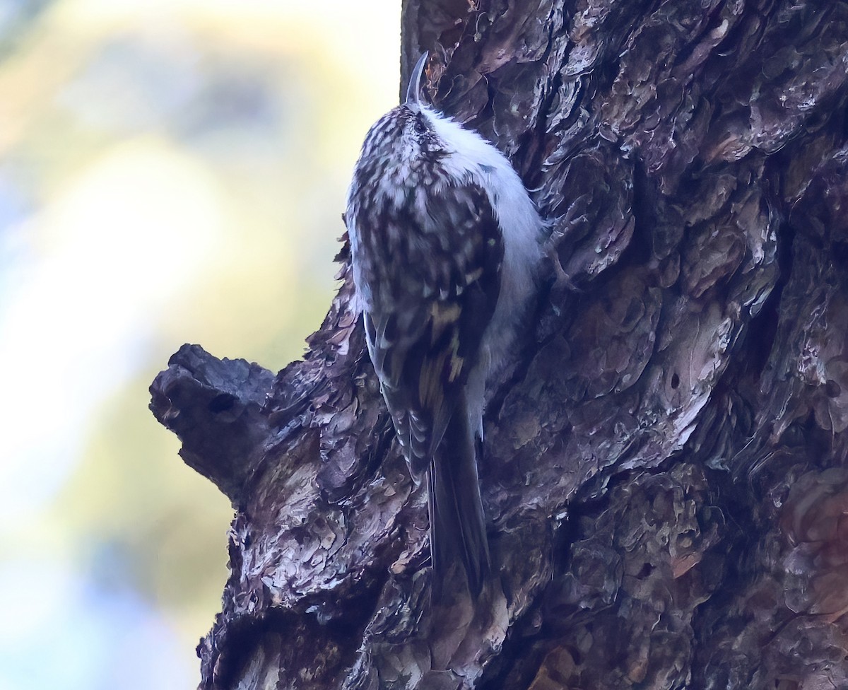 Brown Creeper - ML641267742