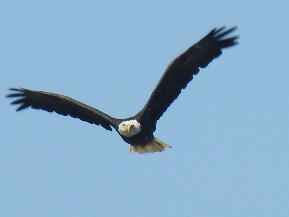 Bald Eagle - ML641267765