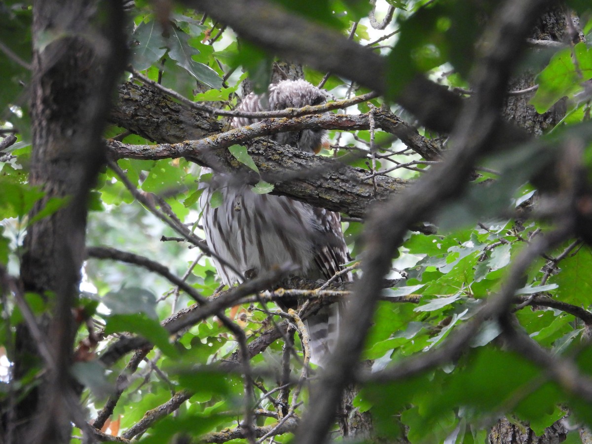 Barred Owl - ML641267784