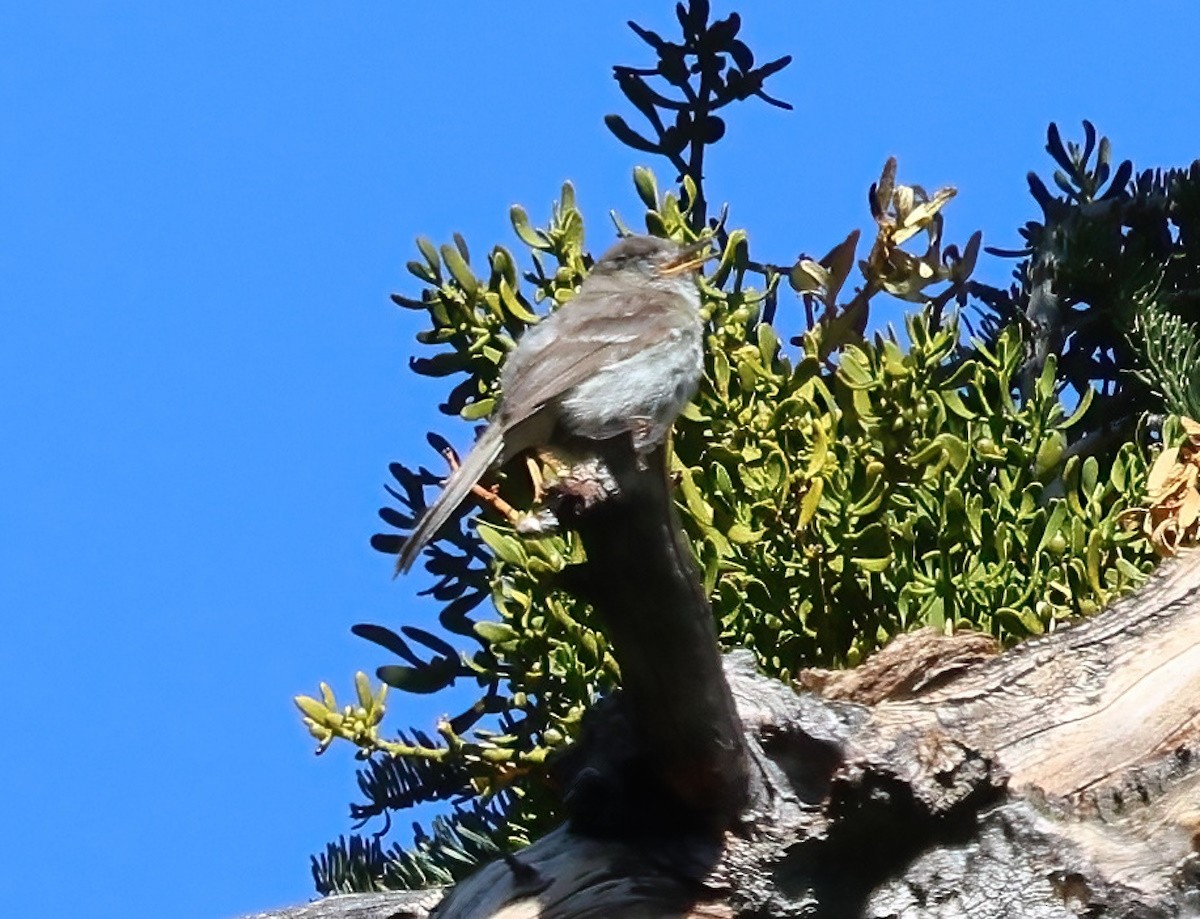 Gray Flycatcher - ML641267786