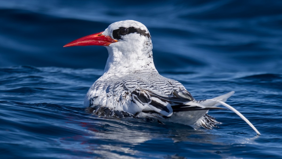 Red-billed Tropicbird - ML641267798
