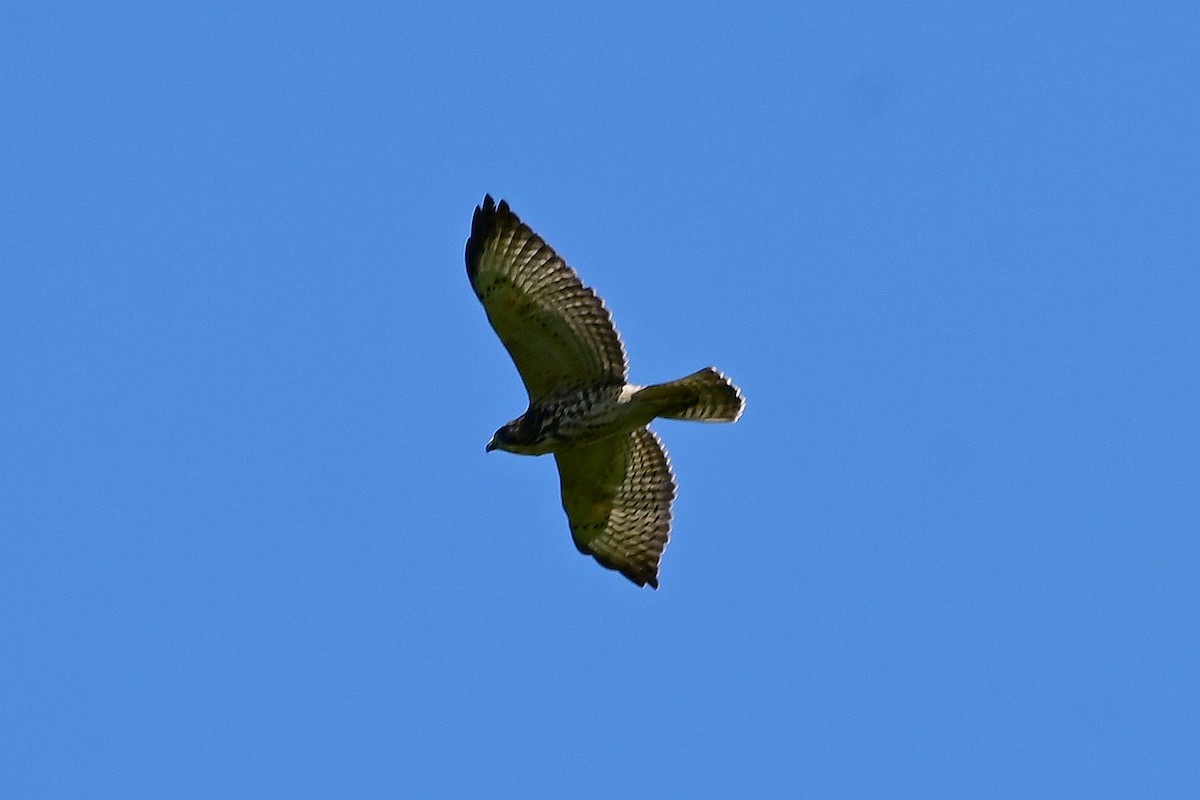 káně širokokřídlá - ML641267828