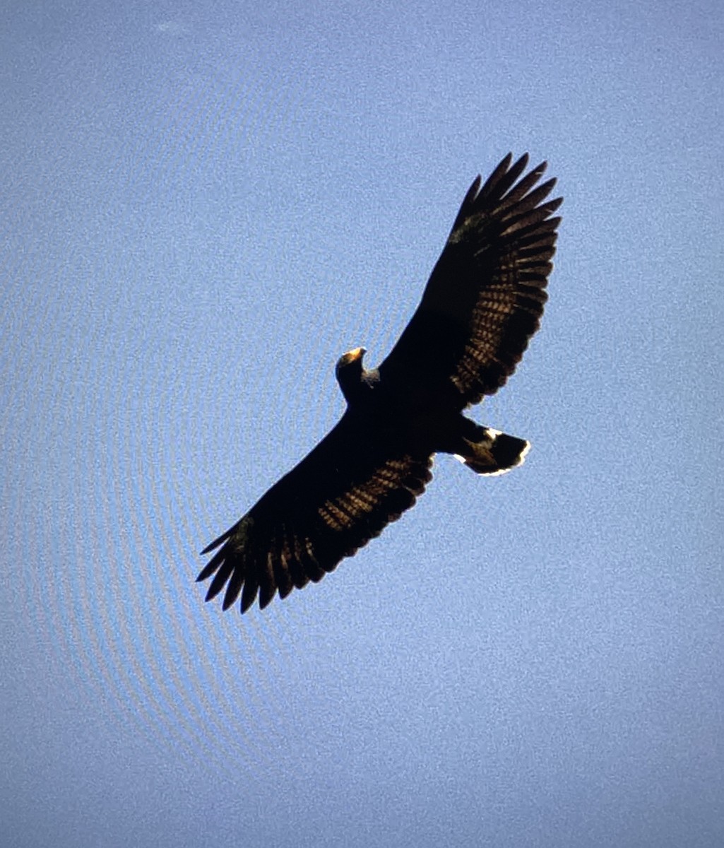 Common Black Hawk - ML641267849