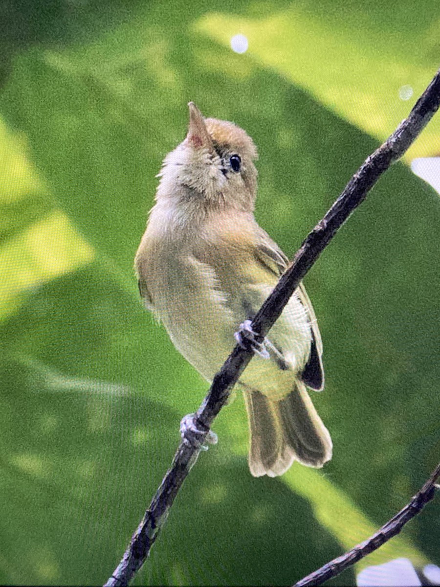 Golden-fronted Greenlet - ML641267871