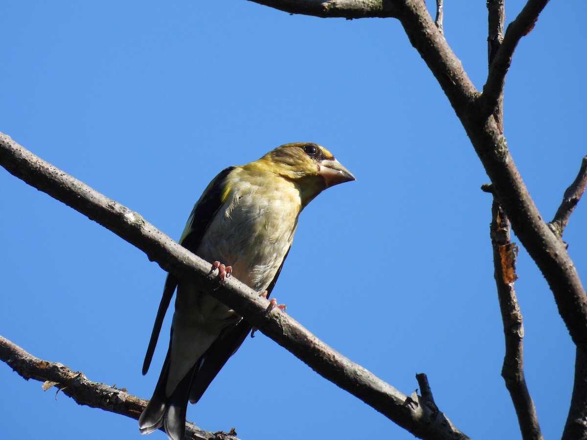 Evening Grosbeak - ML641267886