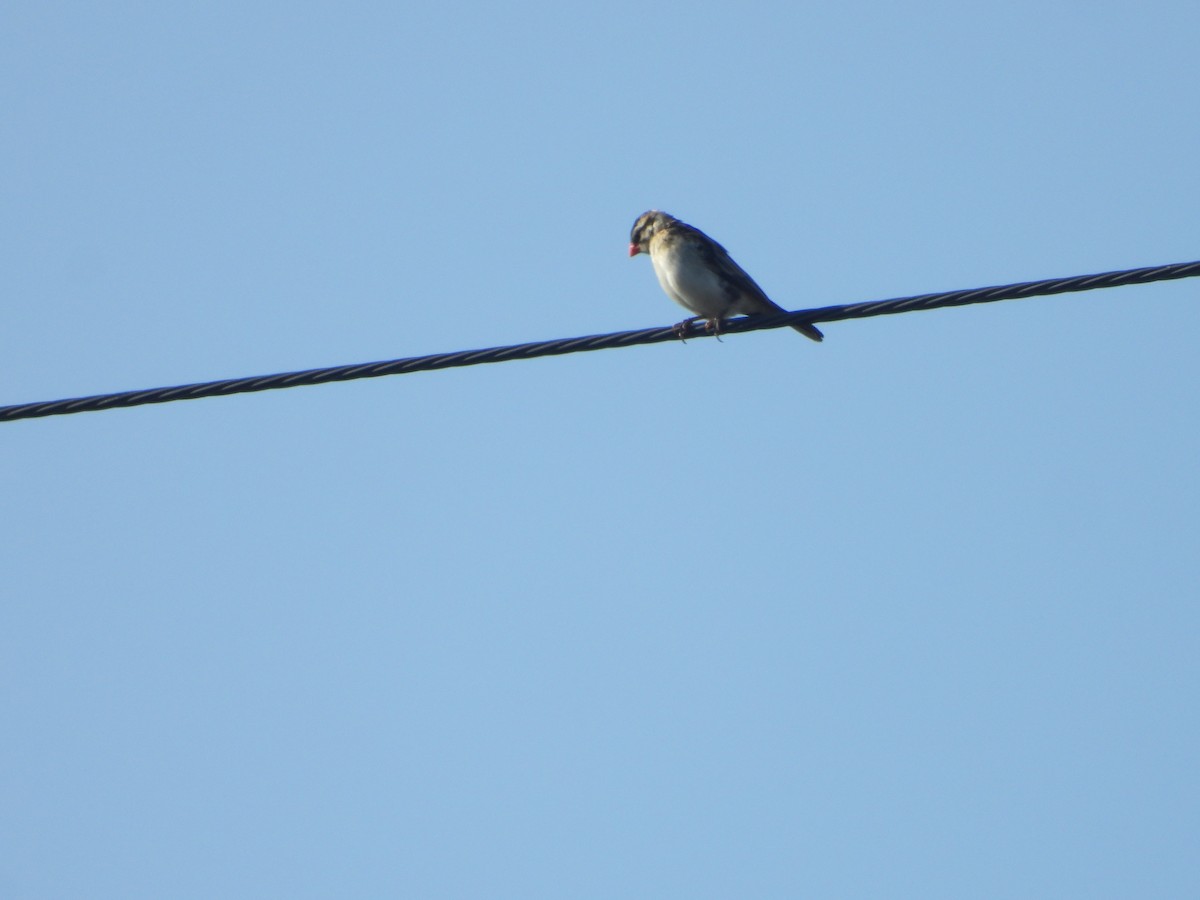 Pin-tailed Whydah - ML641267890