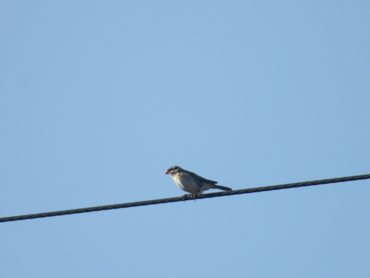 Pin-tailed Whydah - ML641267891